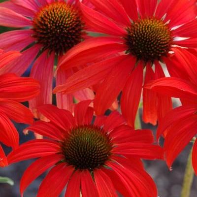 Echinacea purpurea 'Tomato Soup' PP19,427