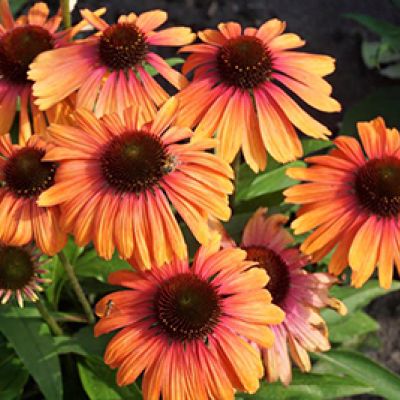 Echinacea Butterflyª 'Rainbow Marcella'