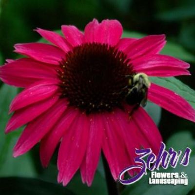 Echinacea 'Emily Saul' PP18,768