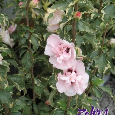 Hibiscus syriacus 'America Irene Scott' PP20,579