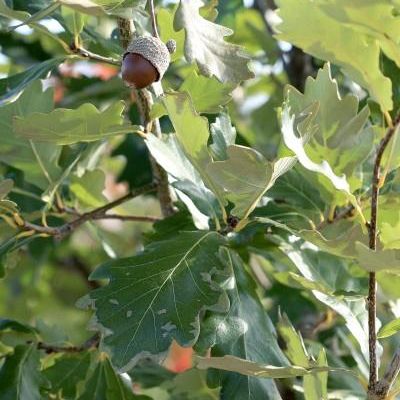 Quercus x macdanielii 'Clemons' PP11,431