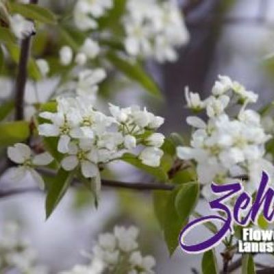 Amelanchier laevis