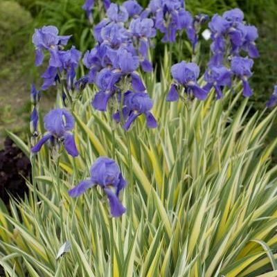 Iris ensata 'Variegata'