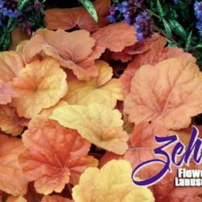 Heuchera 'Southern Comfort' PP20,364