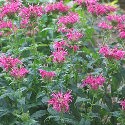 Monarda didyma 'Coral Reef'