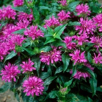 Monarda didyma 'ACrade' PP19,580