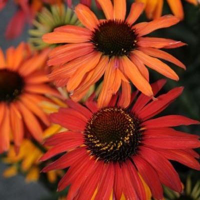 Echinacea purpurea 'Hot Summer' PP20,687