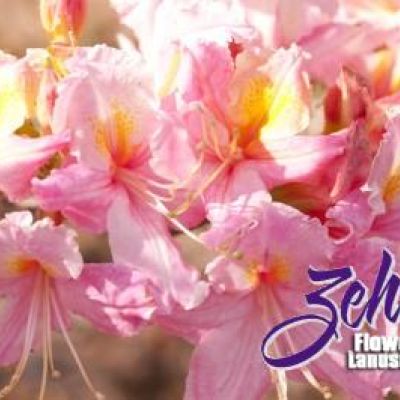 Rhododendron 'Tri-Lights'