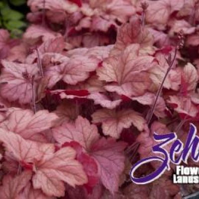 Heuchera 'Georgia Peach' PP19,375