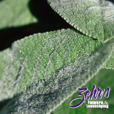 Stachys byzantina 'Helene von Stein'