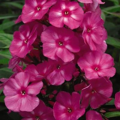 Phlox paniculata 'Ditomfra' PP21,171