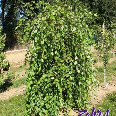 Betula Nigra 'Summer Cascade'