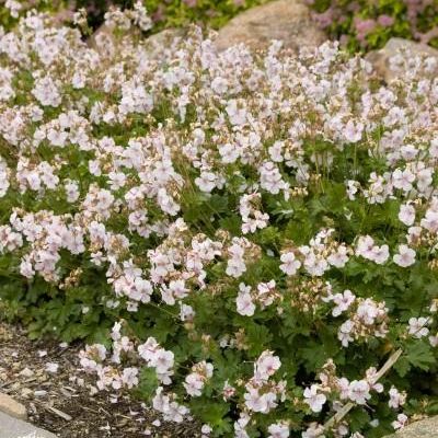Geranium cantabrigiense 'Biokovo'