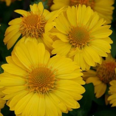 Gaillardia grandiflora 'Mesa™ Yellow F1'