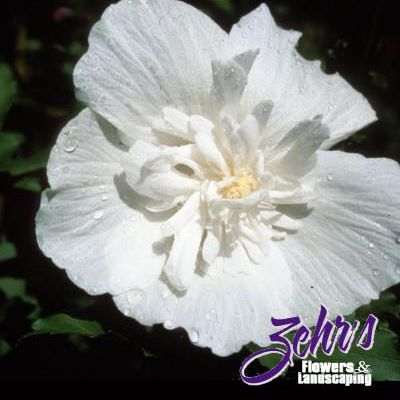 Hibiscus syriacus 'Notwoodtwo' PP12,612