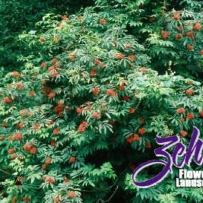 Sambucus pubens