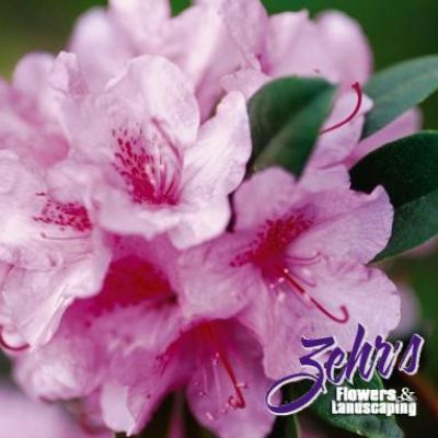 Rhododendron 'Aglo'