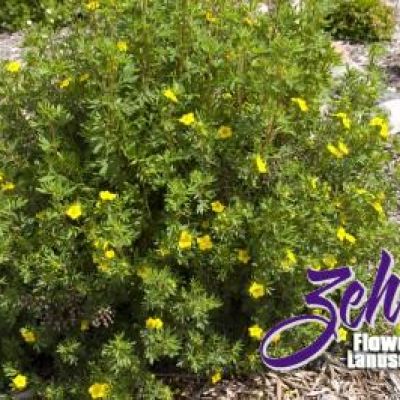 Potentilla fruticosa 'Jackmannii'