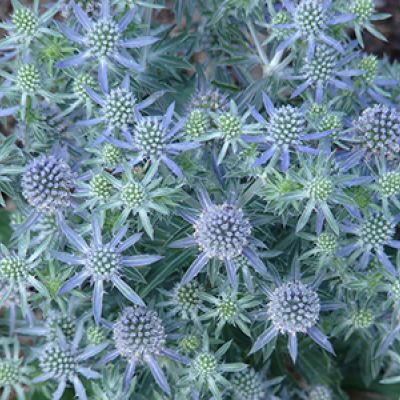 Eryngium 'Blue Hobbit'