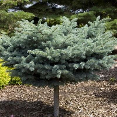 Picea Pungens 'Glauca Globosa'