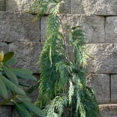 Chamaecyparis Nootkatensis 'Pendula'