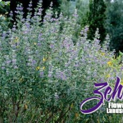 Caryopteris x clandonensis 'Dark Knight'