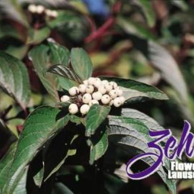 Cornus baileyi