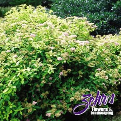 Spiraea 'Goldmound'