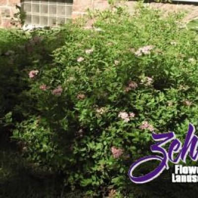 Spiraea japonica 'Little Princess'