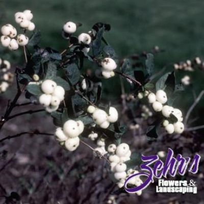 Symphoricarpos albus