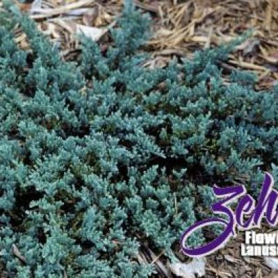 Juniperus Horizontalis