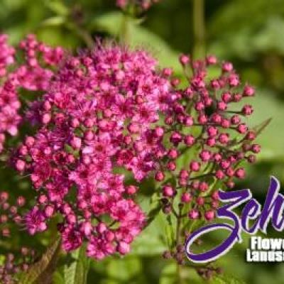 Spiraea x bumalda 'Crispa'