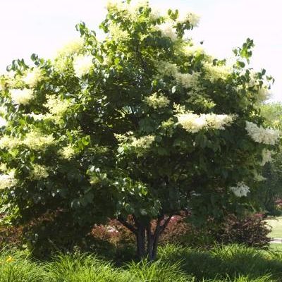 Syringa Reticulata