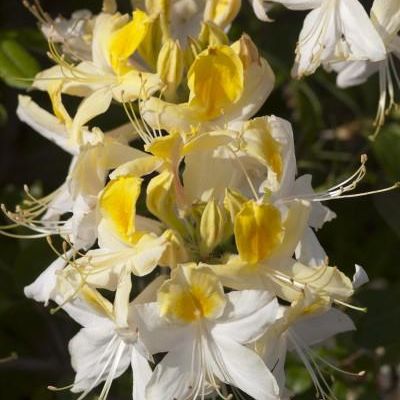 Rhododendron 'Northern Hi-Lights'