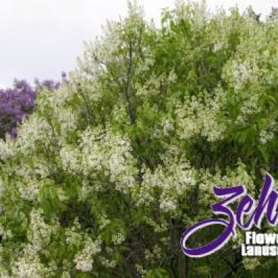 Syringa vulgaris 'Primrose'