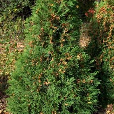 Thuja Occidentalis 'Nigra'