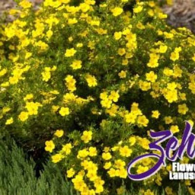 Potentilla fruticosa 'Absaraka'