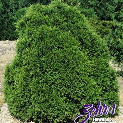 Thuja Occidentalis 'Pygmy Globe'