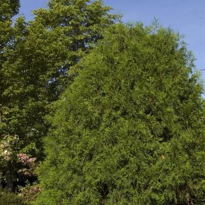 Arborvitae Techny Thuja Occidentalis