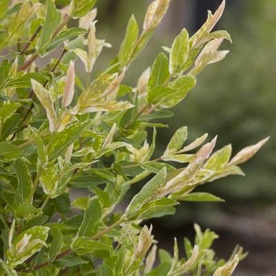 Salix integra 'Hakura Nishiki'