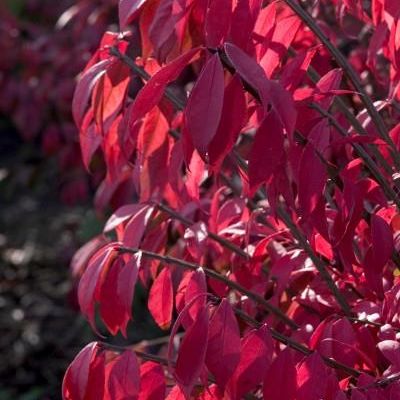 Euonymus alatus 'Compactus'