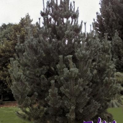 Pinus Flexilis