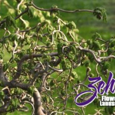 Corylus avellana 'Contorta'