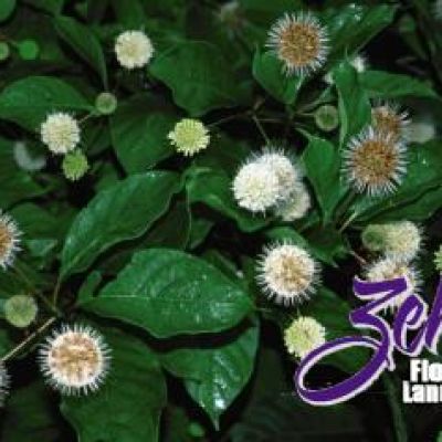 Cephalanthus occidentalis