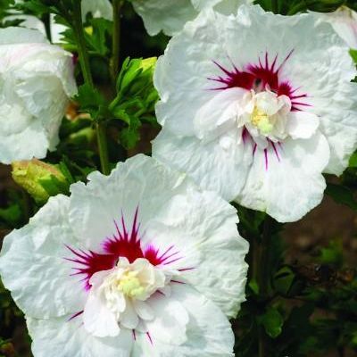 Hibiscus syriacus 'Minfren'