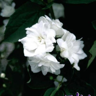 Philadelphus 'Miniature Snowflake'