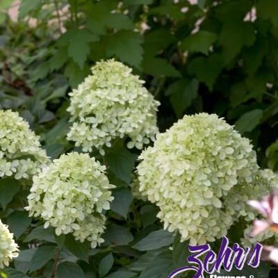 Hydrangea paniculata 'Jane' PPAF