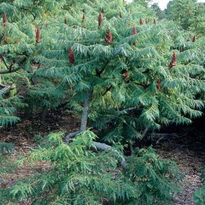 Rhus glabra 'Laciniata'