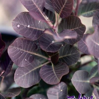 Cotinus coggygria 'Royal Purple'