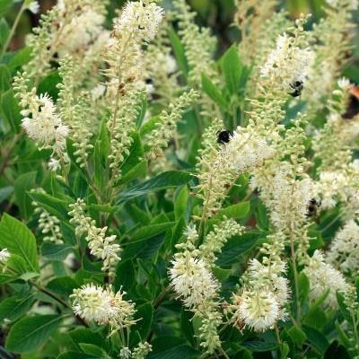 Clethra alnifolia 'Hummingbird'